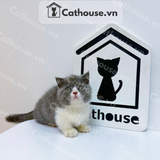  Mèo Munchkin Màu Bicolor- ALN17170 