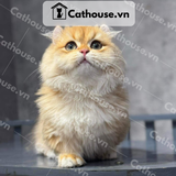  Mèo Munchkin Chân Ngắn Màu Golden  - ALN17127 