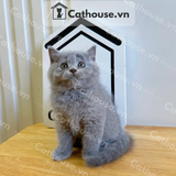  Mèo Anh Lông Ngắn Màu Xám Xanh - ALN01163 