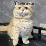  Mèo Munchkin Màu Golden - ALN17150 