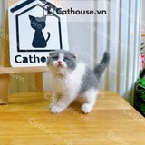  Mèo Anh Lông Ngắn Màu Bicolor - ALN02157 