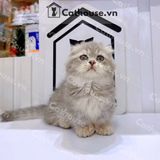  Mèo Munchkin Blue Golden - ALN17166 