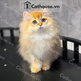  Mèo Munchkin Màu Golden - ALD17151 