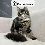  Mèo Maine Coon - MNC027 