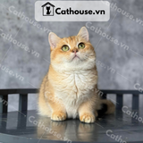  Mèo Munchkin Màu Golden - ALN17146 