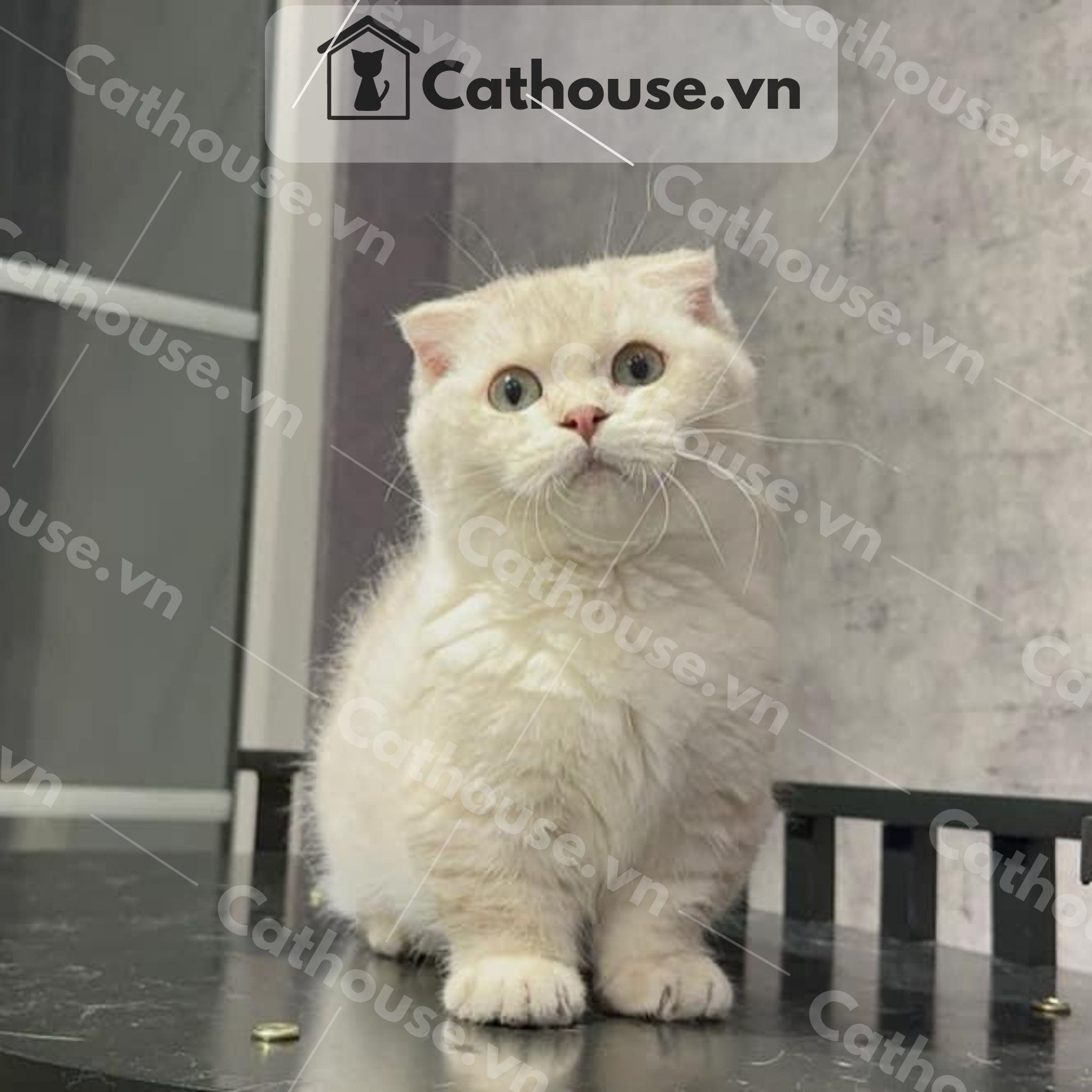  Mèo Munchkin Màu Silver - ALN17154 