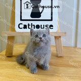  Mèo Munchkin Màu Xám Xanh - ALN17161 