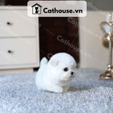  Chó Poodle Màu White 