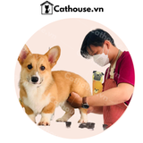  Cắt Tỉa Chó Corgi Mông Trái Tim 