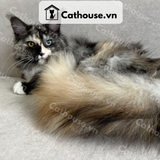  Mèo Maine Coon - MNC025 