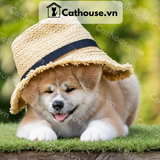  Chó Akita Inu Màu Vàng Trắng 