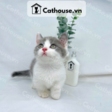  Mèo Munchkin Bicolor - ALN1776 
