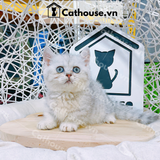  Mèo Munchkin Màu Silver - ALN17110 