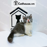  Mèo Munchkin Màu Bicolor- ALN17171 