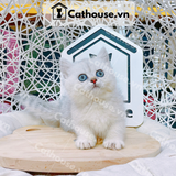  Mèo Munchkin Màu Silver - ALN17109 