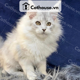  Mèo Maine Coon - MNC024 