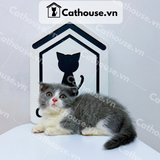  Mèo Munchkin Màu Bicolor- ALN17172 