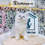  Mèo Anh Lông Ngắn Màu Silver Tabby - ALN04111 