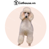  Cắt Tỉa Chó Poodle Tai Dài - Kiểu Hà Lan 