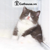  Mèo Anh Lông Ngắn Màu Bicolor - ALN22125 