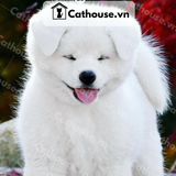  Chó Akita Inu Màu Trắng 