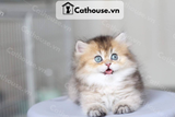 Mèo Anh Lông Dài Màu Golden Tabby - ALD14123 
