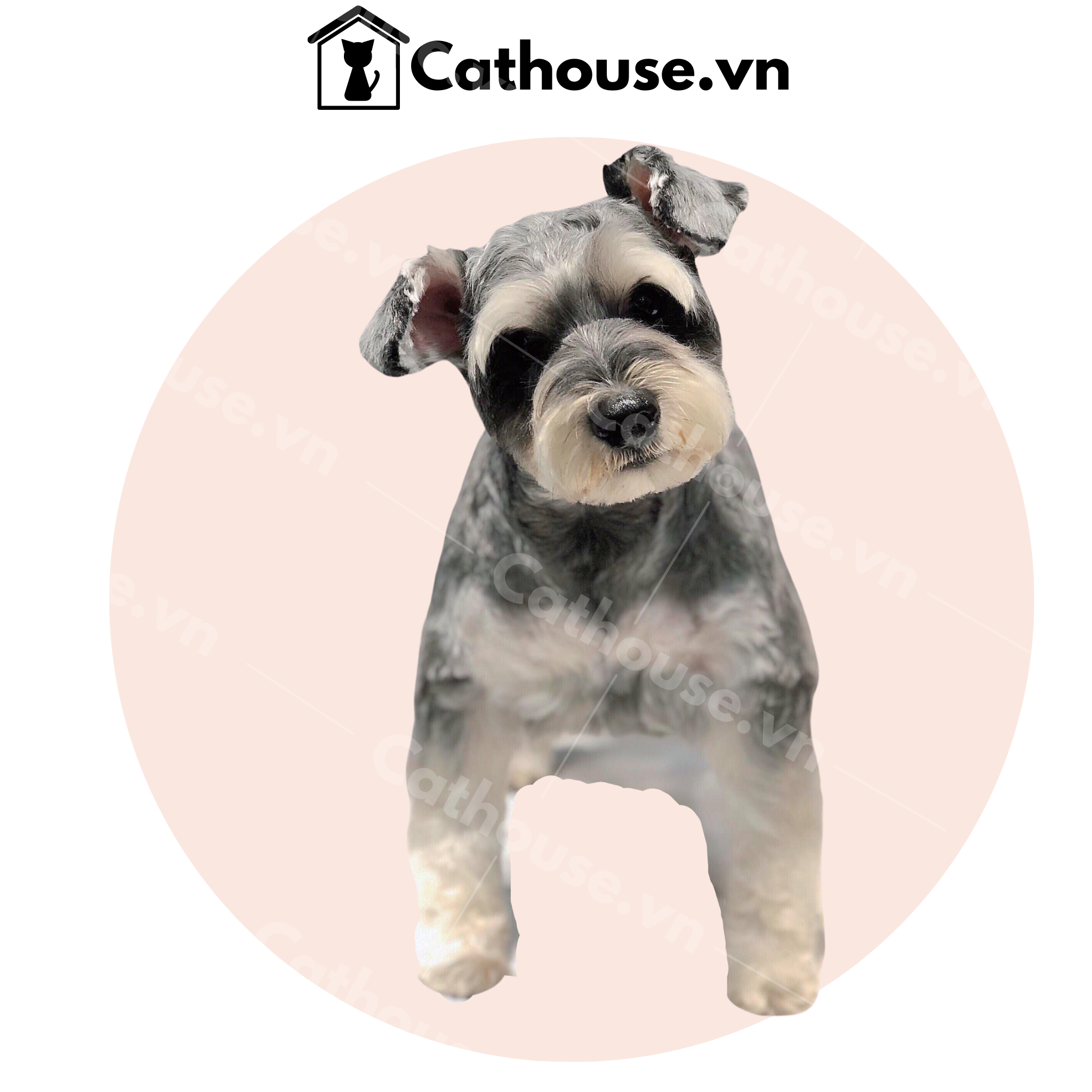 Cắt Tỉa Chó Nhật