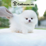  Chó Phốc Sóc ( Pomeranian ) Màu White - CPS093 