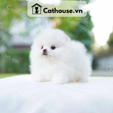  Chó Phốc Sóc ( Pomeranian ) Màu White - CPS093 