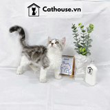  Mèo Munchkin Chân Ngắn Màu Classic Tabby - ALN0641 