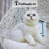  Mèo Anh Lông Ngắn Màu Silver Shaded - ALN03114 