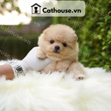  Chó Phốc Sóc ( Pomeranian ) Màu Cream Sable - CPS1010 