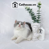  Mèo Anh Lông Ngắn Màu Bicolor - ALN0267 