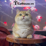  Mèo Munchkin Màu Golden - ALN17131 