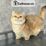  Mèo Munchkin Màu Golden - ALN17134 
