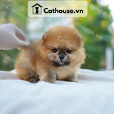  Chó Phốc Sóc ( Pomeranian ) Màu Orange - CPS019 