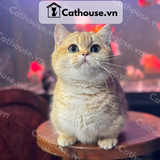  Mèo Munchkin Màu Golden - ALN17132 
