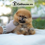  Chó Phốc Sóc ( Pomeranian ) Màu Orange - CPS019 