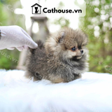  Chó Phốc Sóc ( Pomeranian ) Màu Blue Merle Tan- CPS207 