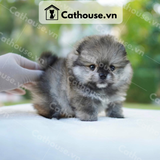  Chó Phốc Sóc ( Pomeranian ) Màu Blue Merle - CPS178 