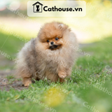  Chó Phốc Sóc ( Pomeranian ) Màu Orange - CPS011 