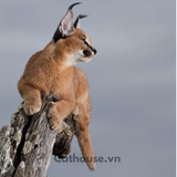  Mèo Caracal - Linh Miêu Tai Đen 