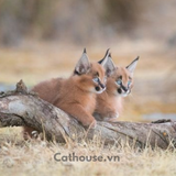  Mèo Caracal - Linh Miêu Tai Đen 