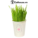  Cỏ Mèo Tươi Cathouse 