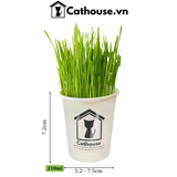  Cỏ Mèo Tươi Cathouse 