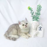  Mèo Anh Lông Ngắn Màu Silver Tabby - ALN0482 