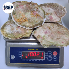 Sò Điệp Nhật nguyên con - thùng 20kg (size 5-6con/kg)