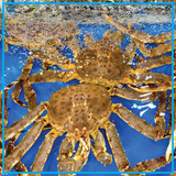  King Crab Đỏ Yếu 