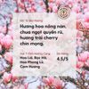 Tinh Dầu Hoa Anh Đào (Cherry Blossom Essential Oil) Heny Garden