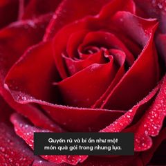Tinh Dầu Hoa Hồng (Romantic Rose Essential Oil) Heny Garden